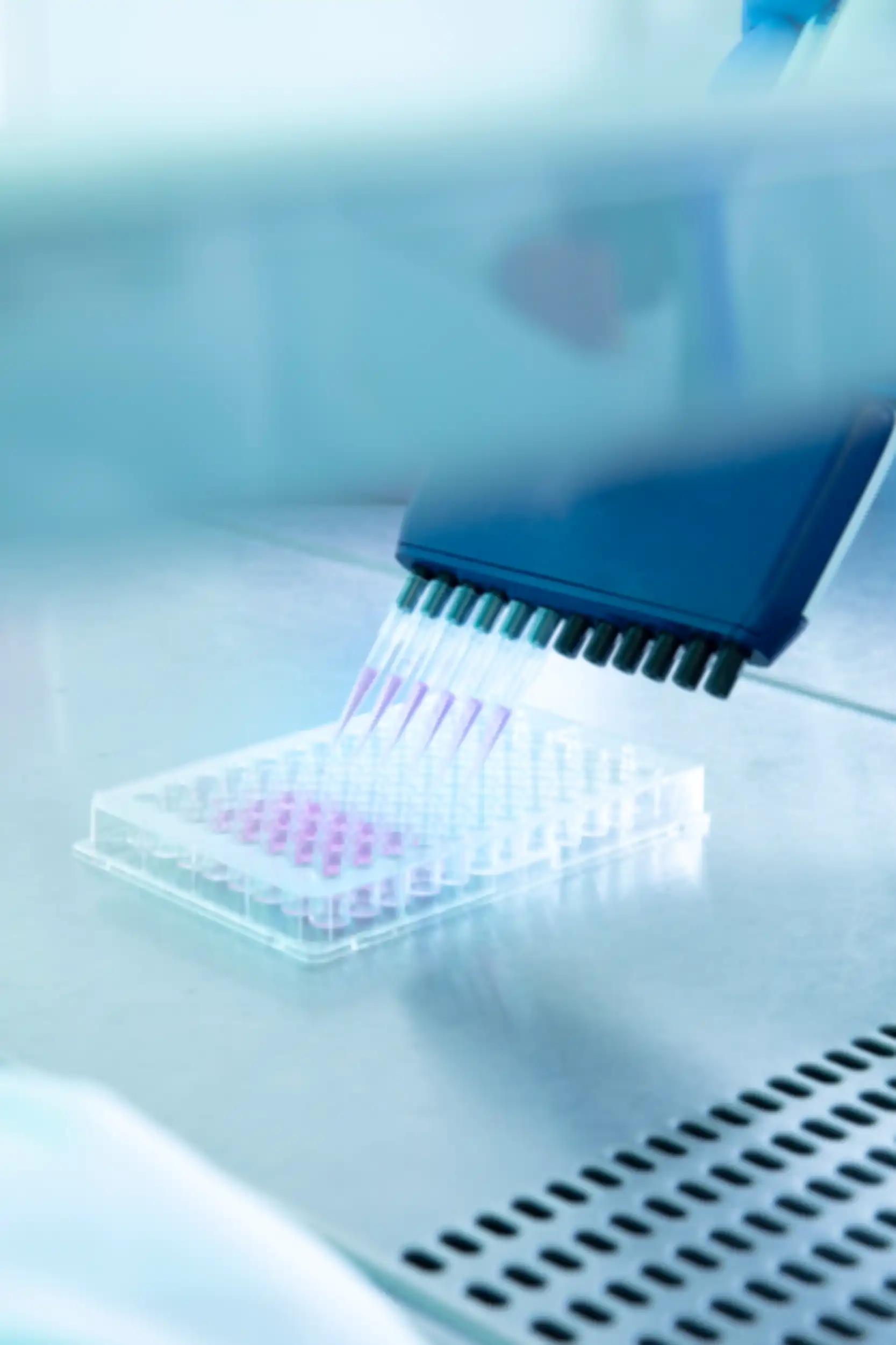 Small test tubes are filled with a purple liquid using a holder