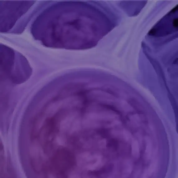 Muscle Engineering for Human Transplant