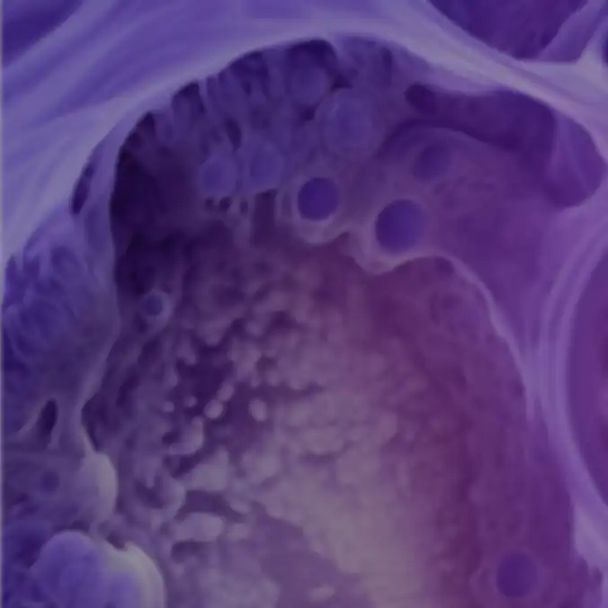 ZonalCartHT – Bizonal cartilage grafts