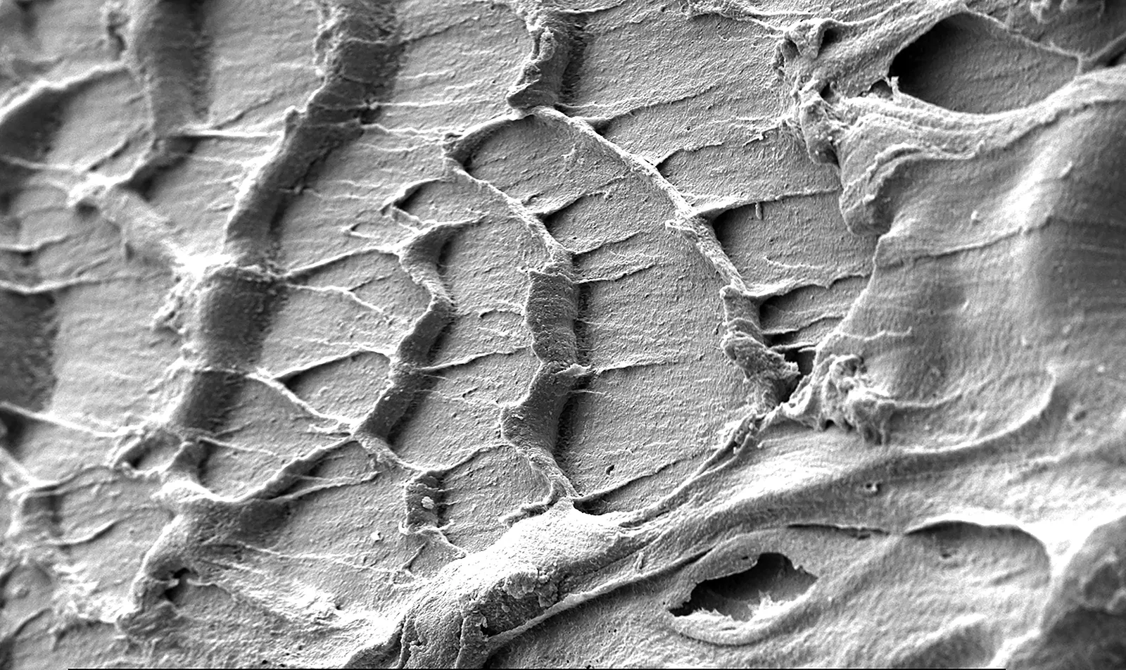 Oberflächen eines physikalisch-chemisch modifizierten Kunststoffabfalls