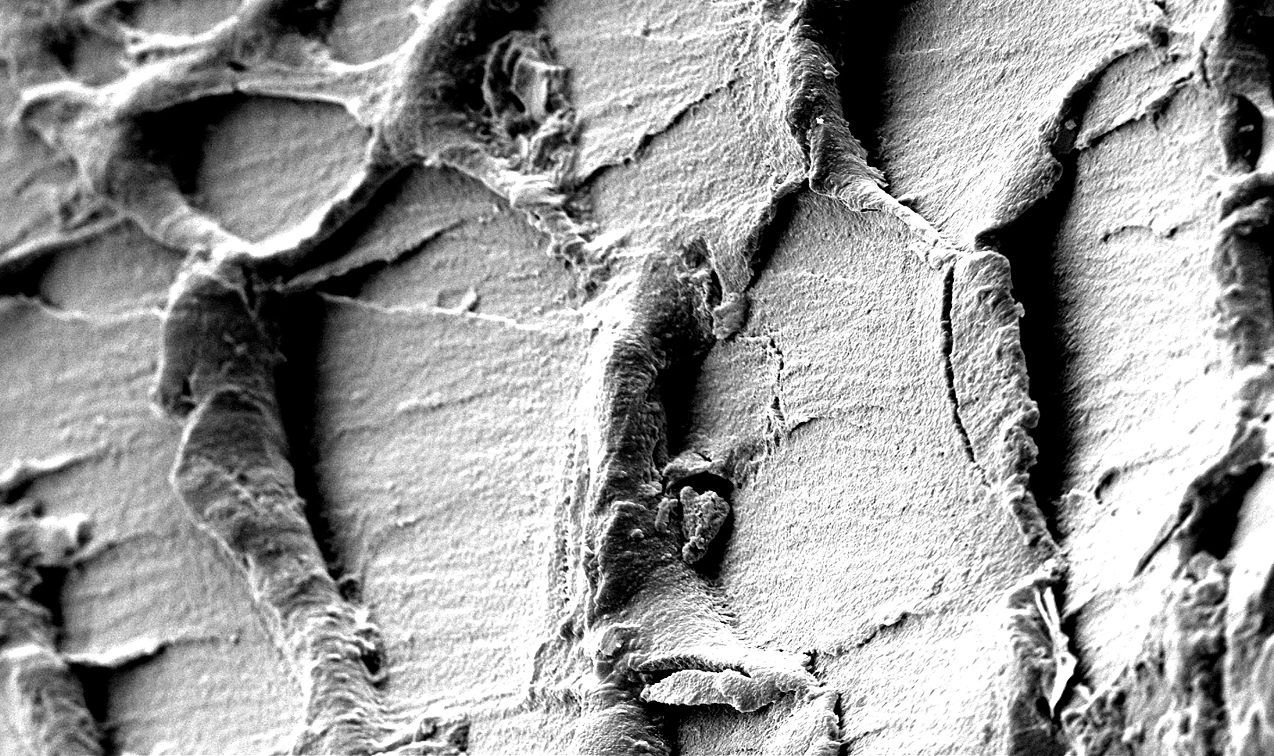 Oberflächen eines physikalisch-chemisch modifizierten Kunststoffabfalls aus Acrylnitril-Butadien-Styrol-Copolymer 